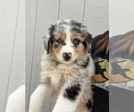 Small Photo #6 Australian Shepherd Puppy For Sale in MARTINSVILLE, IN, USA