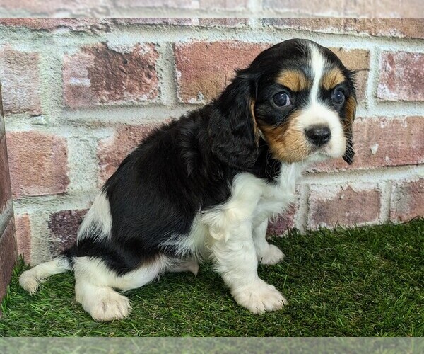 Medium Photo #10 Cavalier King Charles Spaniel Puppy For Sale in MOBERLY, MO, USA