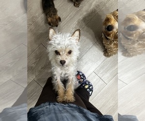 Mother of the YorkiePoo puppies born on 10/29/2025