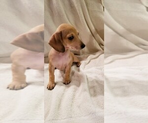 Dachshund Puppy for sale in GRAHAM, WA, USA