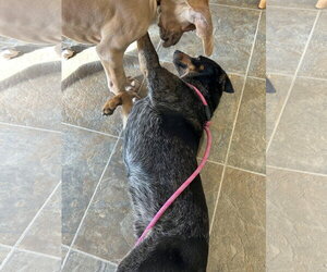 Murphy - Male Mutt Dog for Adoption - Photo #5