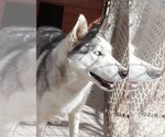 Small Siberian Husky
