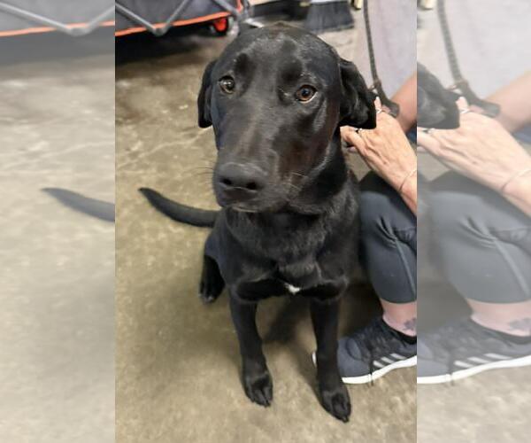 Medium Photo #2 Labrador Retriever-Unknown Mix Puppy For Sale in Rockwall, TX, USA