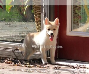 Pomsky Puppy for sale in DENVER, PA, USA