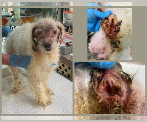 Maltipoo (Miniature) Dogs for adoption in Benton, LA, USA
