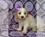 Small Photo #2 Cavachon Puppy For Sale in LANCASTER, PA, USA