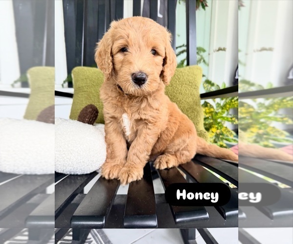 Medium Photo #1 Goldendoodle Puppy For Sale in DELAND, FL, USA