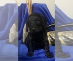 Small Photo #33 Goldendoodle Puppy For Sale in DYERSBURG, TN, USA