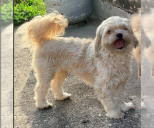 Shih Tzu-Unknown Mix Dogs for adoption in Cranston, RI, USA