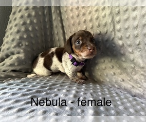 Dachshund Puppy for sale in FRESNO, CA, USA