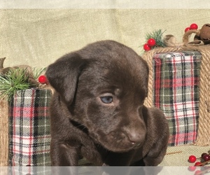 Labrador Retriever Puppy for sale in EUSTACE, TX, USA