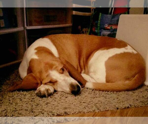 Medium Photo #5 Basset Hound Puppy For Sale in Carrollton, TX, USA