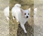 Small #4 Miniature American Eskimo