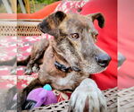 Small #19 Labrador Retriever Mix