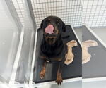 Small #5 Rottweiler Mix