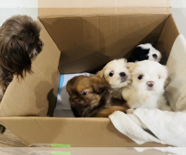 Medium Photo #2 Shih Tzu Puppy For Sale in CALIMESA, CA, USA