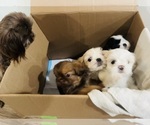 Small #1 Shih Tzu