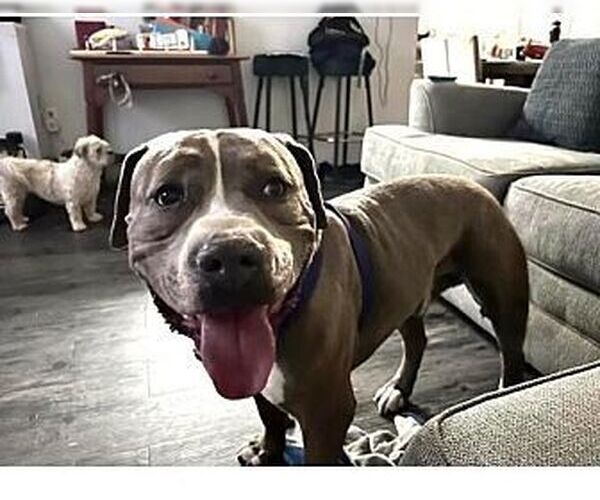 Medium Photo #3 Mutt Puppy For Sale in Dana Point, CA, USA