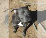 Small Photo #1 American Pit Bull Terrier Puppy For Sale in ALVORD, TX, USA