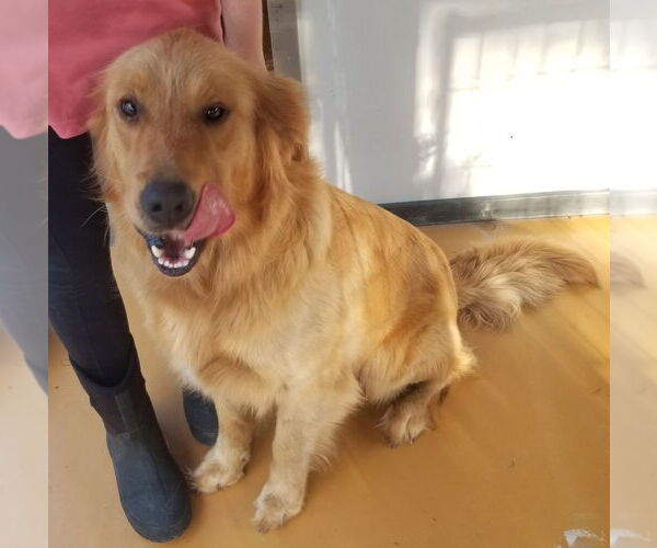 Medium Photo #2 Golden Retriever-Unknown Mix Puppy For Sale in Elmsford, NY, USA
