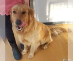 Small #1 Golden Retriever Mix