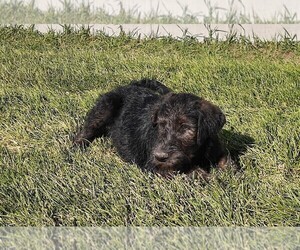 Shepadoodle Puppy for sale in DARLINGTON, ID, USA