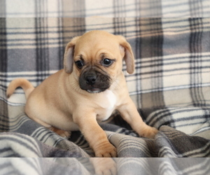 Jug Puppy for sale in SHILOH, OH, USA