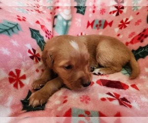 Golden Retriever Puppy for sale in BRANDON, WI, USA