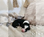 Small #9 Sheepadoodle