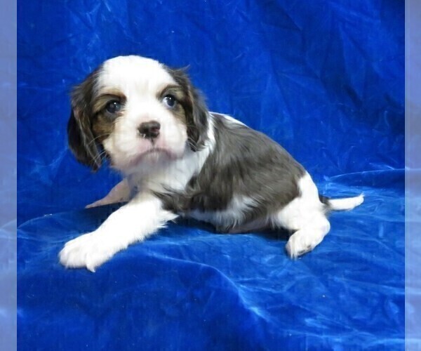 Medium Photo #5 Cavalier King Charles Spaniel Puppy For Sale in NORWOOD, MO, USA