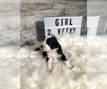 Small Photo #10 Sheepadoodle Puppy For Sale in NIXA, MO, USA