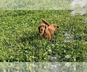 Father of the Dachshund puppies born on 03/11/2026