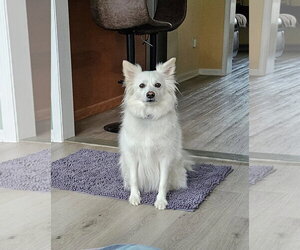 American Eskimo Dog Dogs for adoption in Pikesville, MD, USA