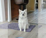 Small American Eskimo Dog