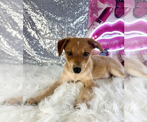 Rat-Cha Puppy for sale in INDIANAPOLIS, IN, USA