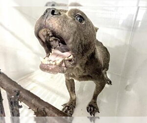 Mutt Dogs for adoption in Houston, TX, USA