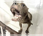 Small Mutt