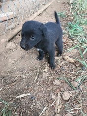 Border Collie Puppy for sale in COLTON, OR, USA