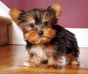 Yorkshire Terrier Puppy for Sale in MARIETTA, Georgia USA