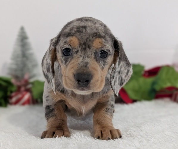 Medium Photo #2 Dachshund Puppy For Sale in GOSHEN, IN, USA