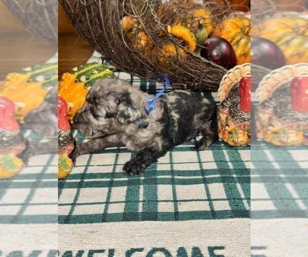 Medium Photo #1 Yorkipoo Puppy For Sale in BOWLING GREEN, KY, USA