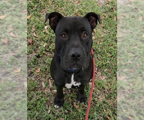 Medium Photo #1 Mutt Puppy For Sale in Fort Lauderdale, FL, USA