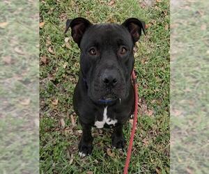 Mutt Dogs for adoption in Fort Lauderdale, FL, USA