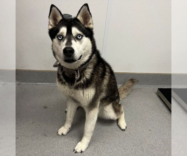 Medium Photo #2 Siberian Husky Puppy For Sale in Rancho Cucamonga, CA, USA