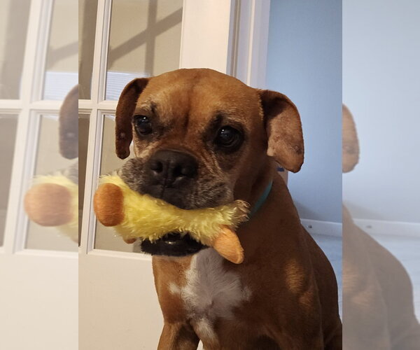 Medium Photo #8 Boxer Puppy For Sale in Austin, TX, USA