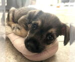 Small #1 Mutt