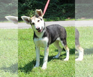 Siberian Husky-Unknown Mix Dogs for adoption in Prattville, AL, USA