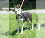 Small Siberian Husky Mix