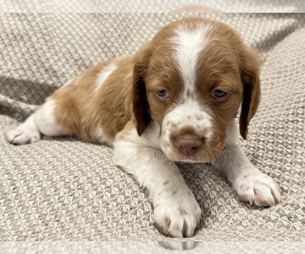 Medium Photo #6 Brittany Puppy For Sale in ORRUM, NC, USA