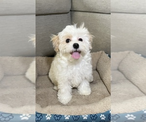 Maltipoo Puppy for sale in YAKIMA, WA, USA